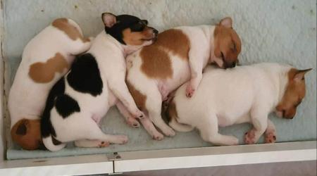 Tenterfield Terrier for sale by TENTELLA