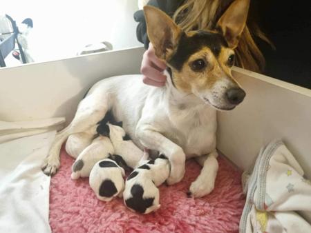 Tenterfield Terrier for sale by TENTELLA