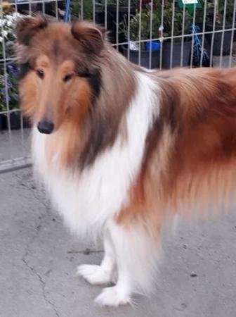 Collie (Rough) for sale by DAVGAI