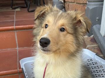 Collie (Rough) for sale by DAVGAI