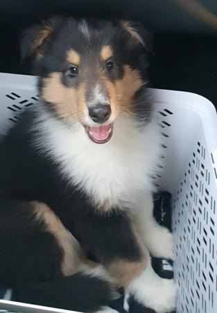 Collie (Rough) for sale by DAVGAI