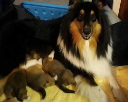 Collie (Rough) for sale by DAVGAI