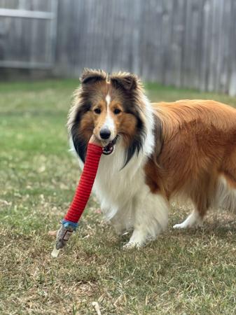 Shetland Sheepdog puppy for sale by MAJIKBLU