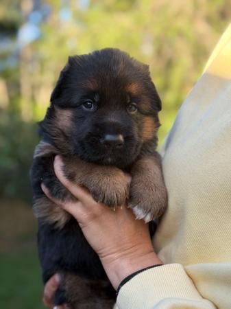 German Shepherd Dog puppy for sale by AZINCOURT