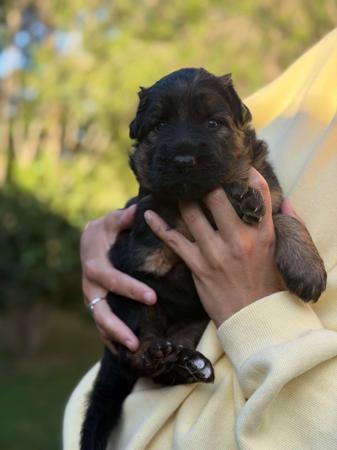 German Shepherd Dog (Long Stock Coat) puppy for sale by AZINCOURT