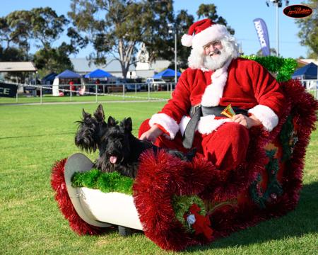 Scottish Terrier for sale by CALANCLAN