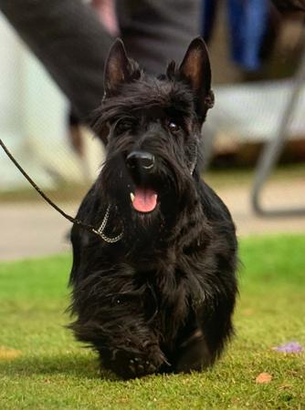 Scottish Terrier for sale by CALANCLAN