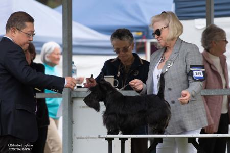 Scottish Terrier for sale by CALANCLAN