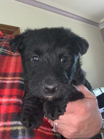 Scottish Terrier for sale by CALANCLAN