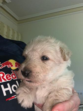 Scottish Terrier for sale by CALANCLAN