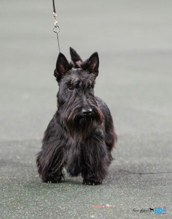 Scottish Terrier for sale by CALANCLAN