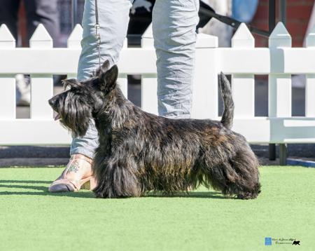 Scottish Terrier for sale by CALANCLAN