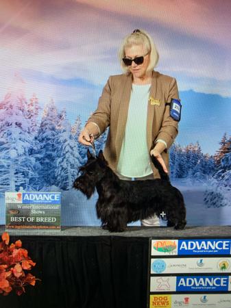 Scottish Terrier for sale by CALANCLAN