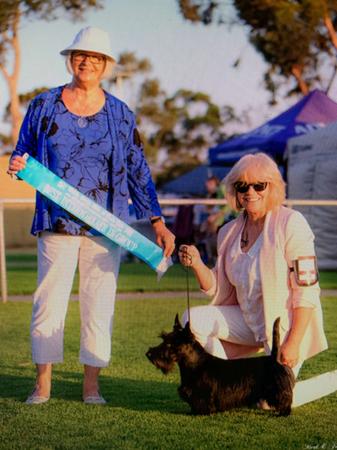 Scottish Terrier for sale by CALANCLAN