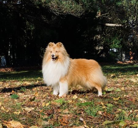 NZ & AU Ch Charmhill Purfect Chance Shetland Sheepdog