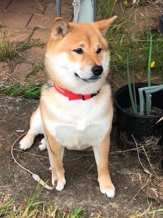 Shiba Inu puppy for sale by TEMZIN