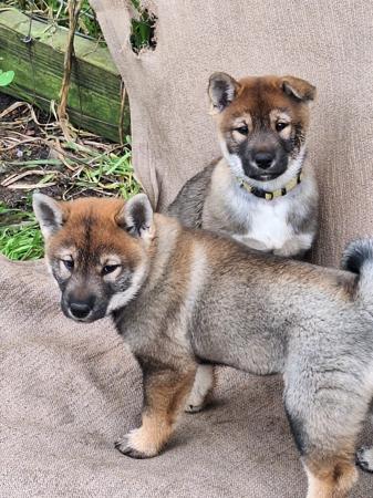 Shikoku puppy for sale by TEMZIN