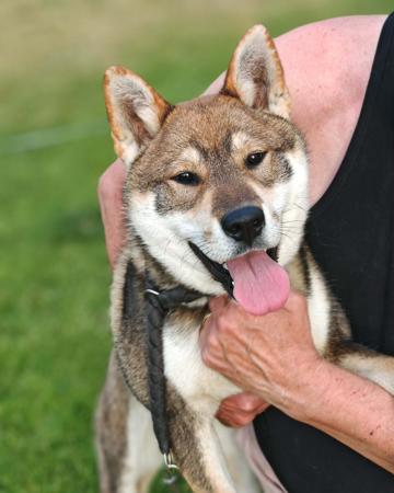 Shikoku for sale by TEMZIN