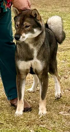 Shikoku for sale by TEMZIN