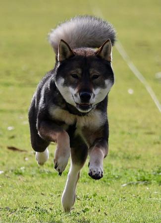 Shikoku for sale by TEMZIN