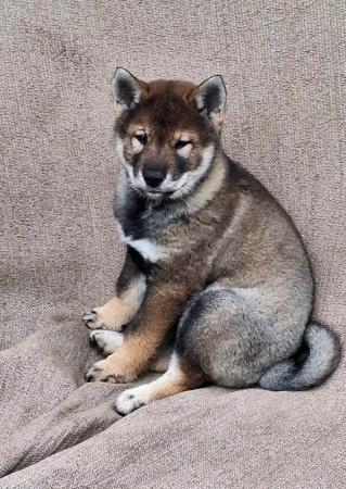Shikoku for sale by TEMZIN