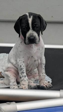 Pointer puppy for sale by TARLORISE