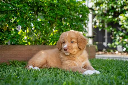 Nova Scotia Duck Tolling Retriever for sale by TIDELANDS