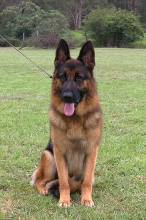 German Shepherd Dog for sale by ALSKAR