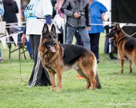 German Shepherd Dog for sale by ALSKAR