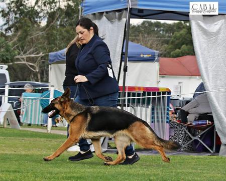 German Shepherd Dog for sale by ALSKAR