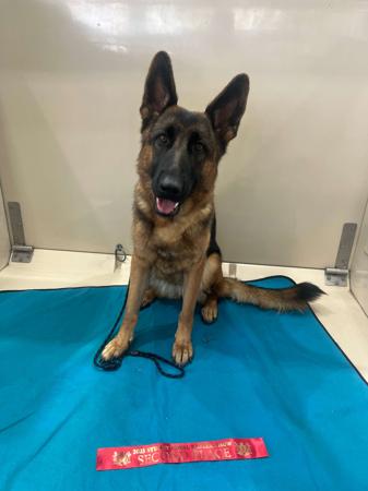 German Shepherd Dog for sale by ALSKAR