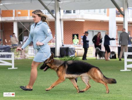 German Shepherd Dog for sale by ALSKAR