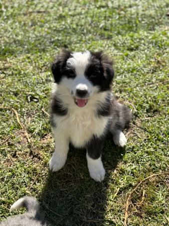 Patterdale Terrier Border Collie Border Lakeland Terrier Cross For