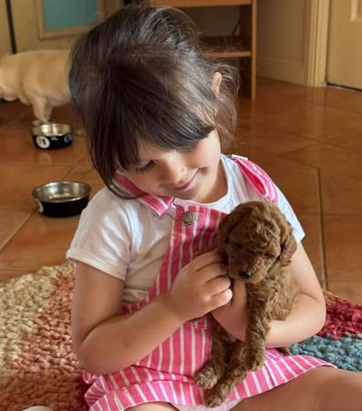 Poodle (Toy) puppy for sale by WHATSHADES