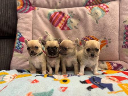 Chihuahua (Smooth Coat) puppy for sale by WHATSHADES