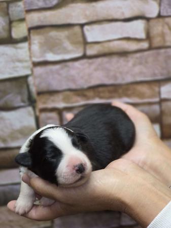 Border Collie puppy for sale by WHATSHADES