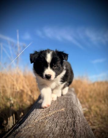 Border Collie for sale by AVONEL