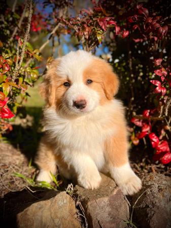 Border Collie for sale by AVONEL