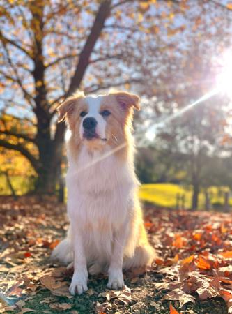 Border Collie for sale by AVONELBCS