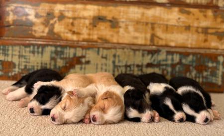 Border Collie puppy for sale by AVONELBCS