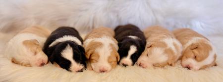 Border Collie puppy for sale by AVONELBCS