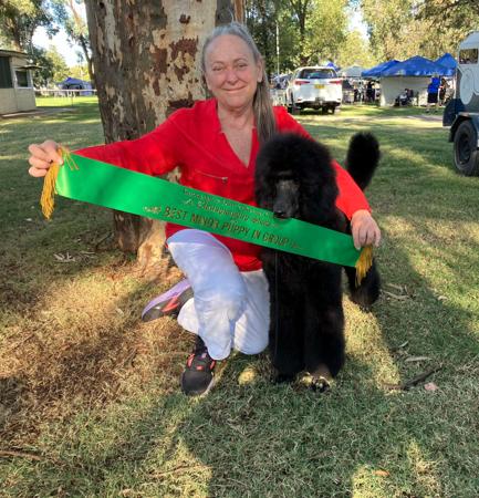 Poodle (Standard) for sale by ORIZNE