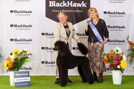 Poodle (Standard) for sale by ORIZNE