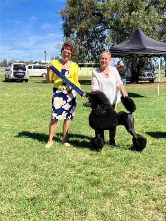 Poodle (Standard) for sale by ORIZNE