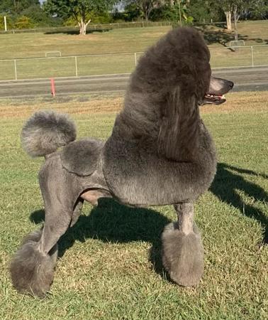 Poodle (Standard) for sale by ORIZNE