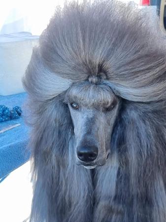 Poodle (Standard) for sale by ORIZNE