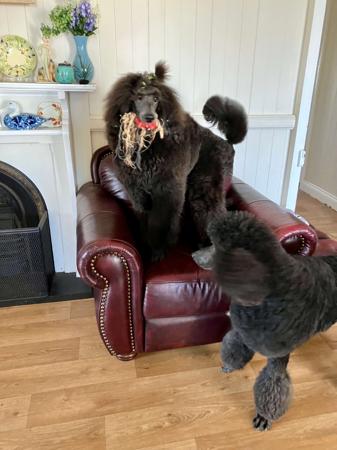 Poodle (Standard) for sale by ORIZNE