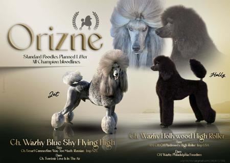 Poodle (Standard) for sale by SKYLU