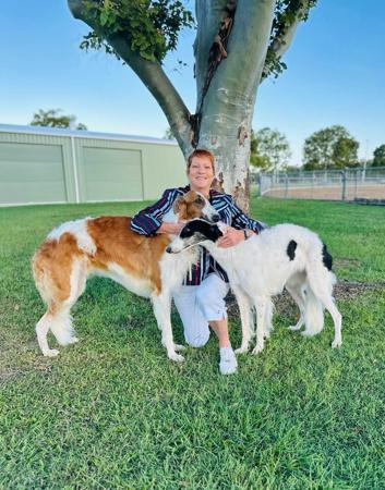 Borzoi for sale by ZHENDASHA