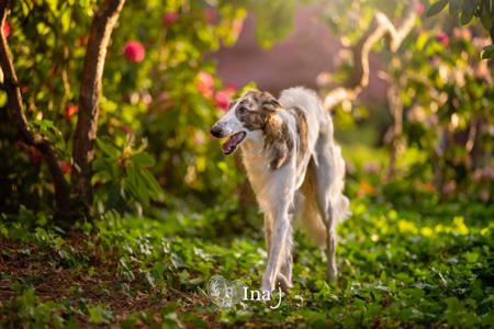 Borzoi for sale by ZHENDASHA